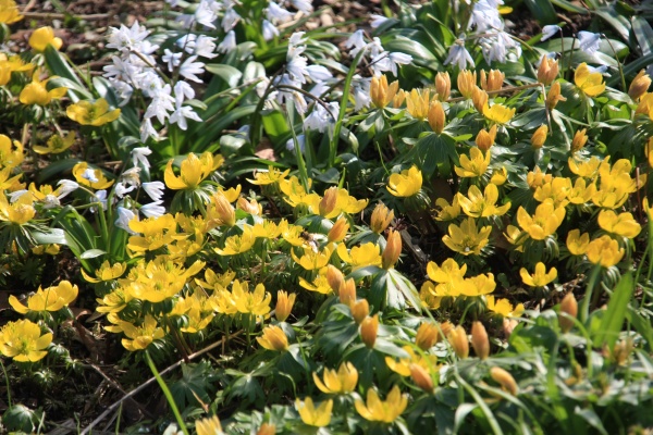 Fruehling 2009   052.jpg